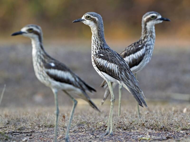 Bush Thick-knee (Burhinus grallarius)