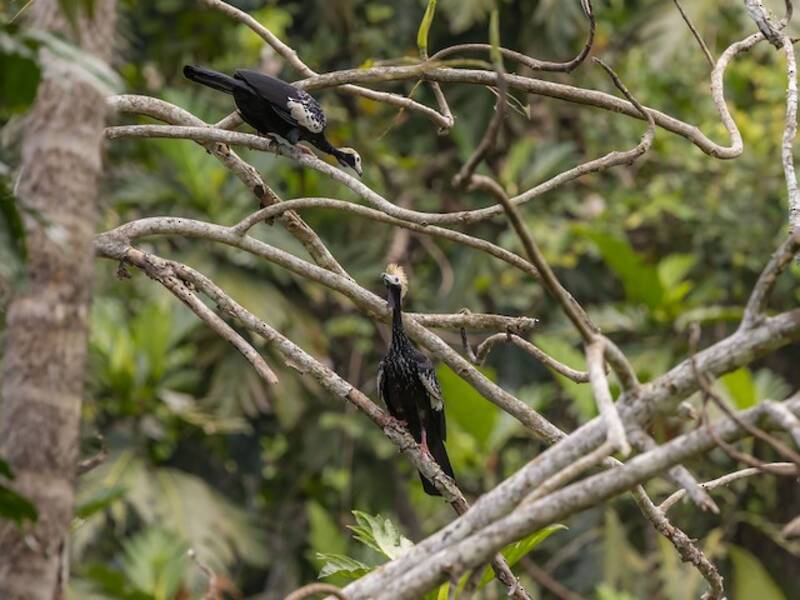 Blue-throated Piping-Guan