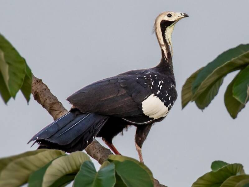 White-throated Piping-Guan, Photos 3
