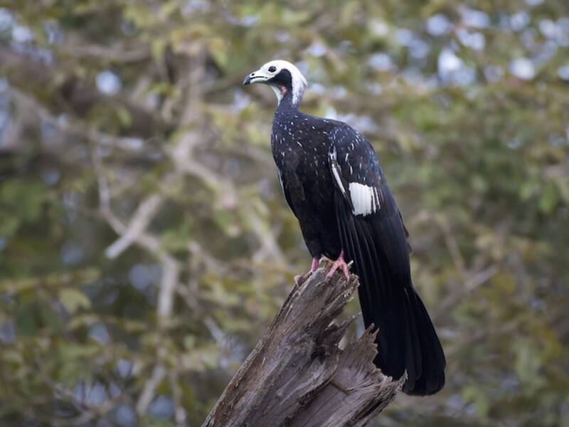 White-throated Piping-Guan (Pipile grayi)