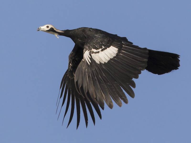 White-throated Piping-Guan, Photos 2