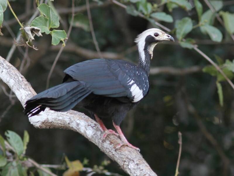 White-throated Piping-Guan, Photos 4