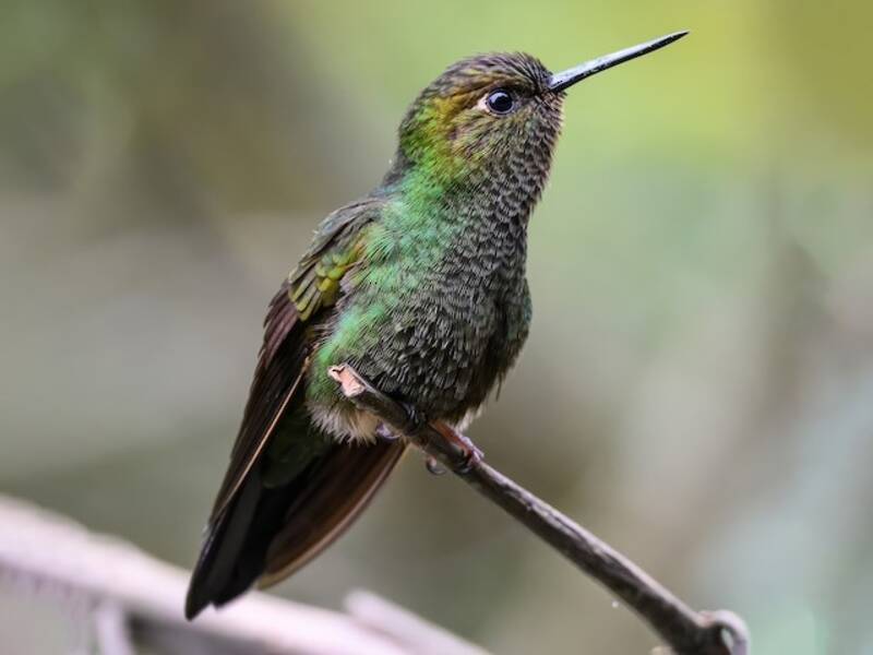 Buff-thighed Puffleg, 照片 3