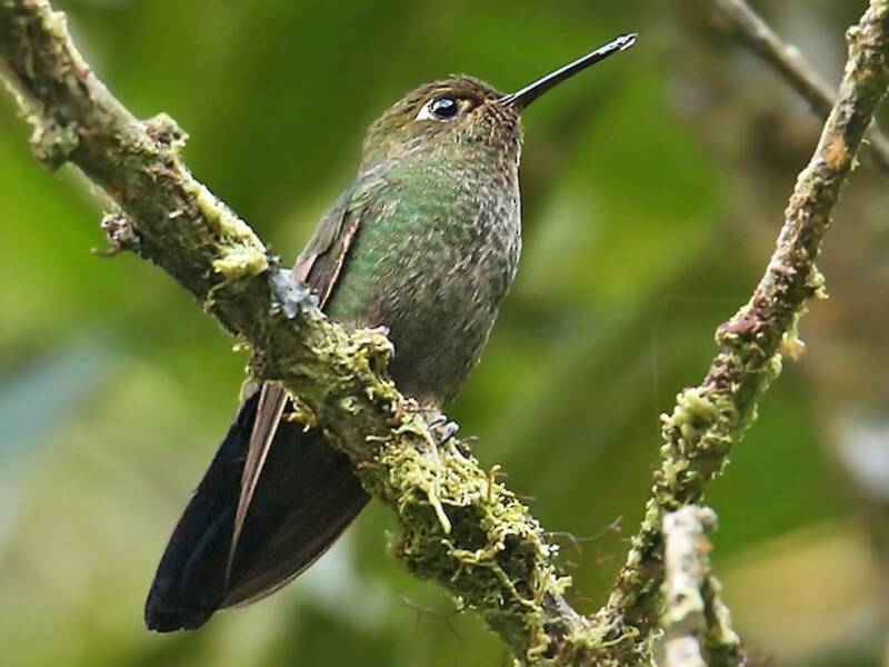 Buff-thighed Puffleg, 照片 2