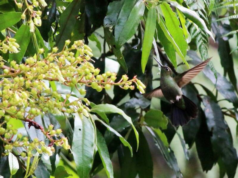 Buff-thighed Puffleg, 照片 4