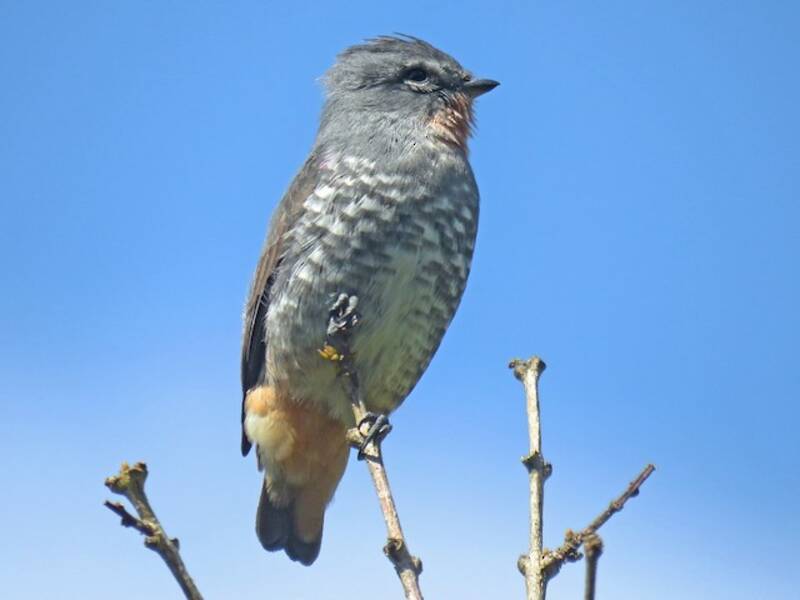 Buff-throated Purpletuft
