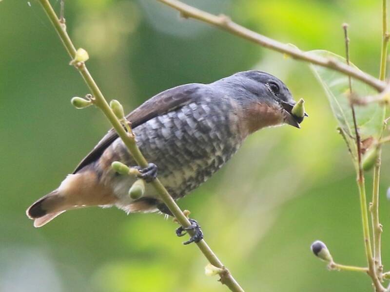 Buff-throated Purpletuft, 照片 2