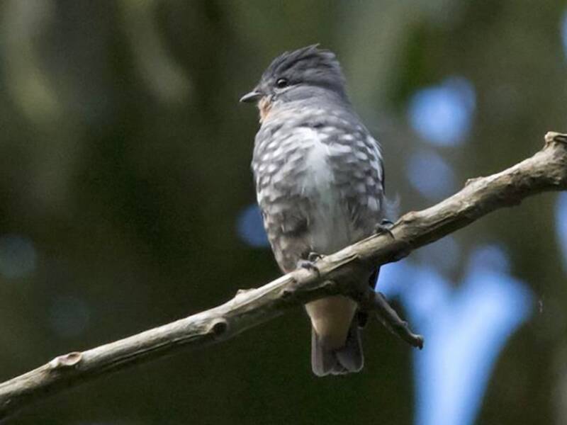 Buff-throated Purpletuft, 照片 3