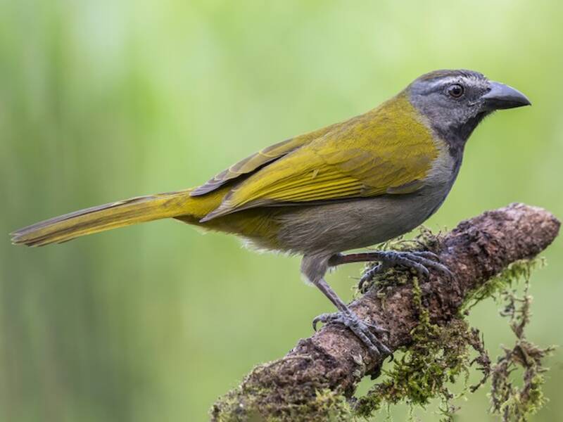 Buff-throated Saltator