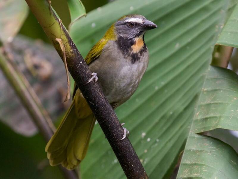 Buff-throated Saltator, 照片 2