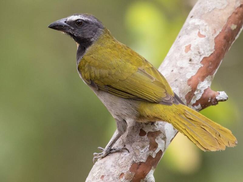 Buff-throated Saltator, 照片 3