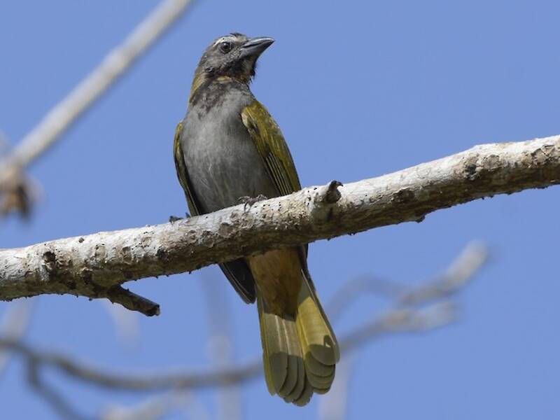 Buff-throated Saltator, 照片 4