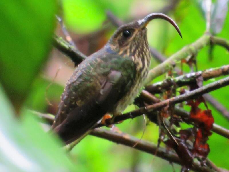Buff-tailed Sicklebill