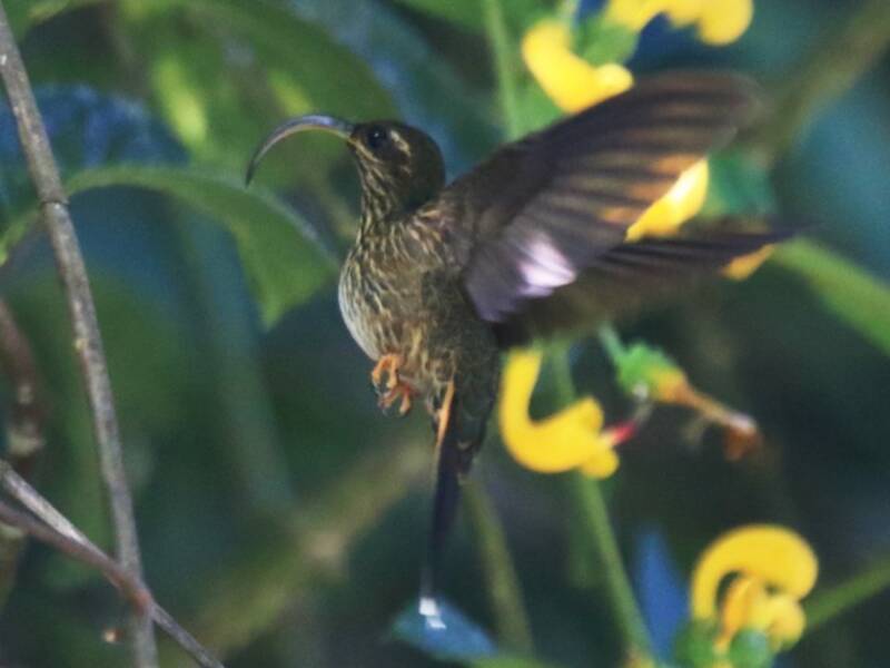 Becco a falce dalla coda camoscio, Foto 3