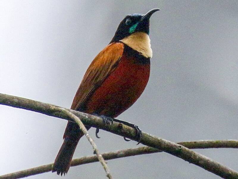 Buff-throated Sunbird