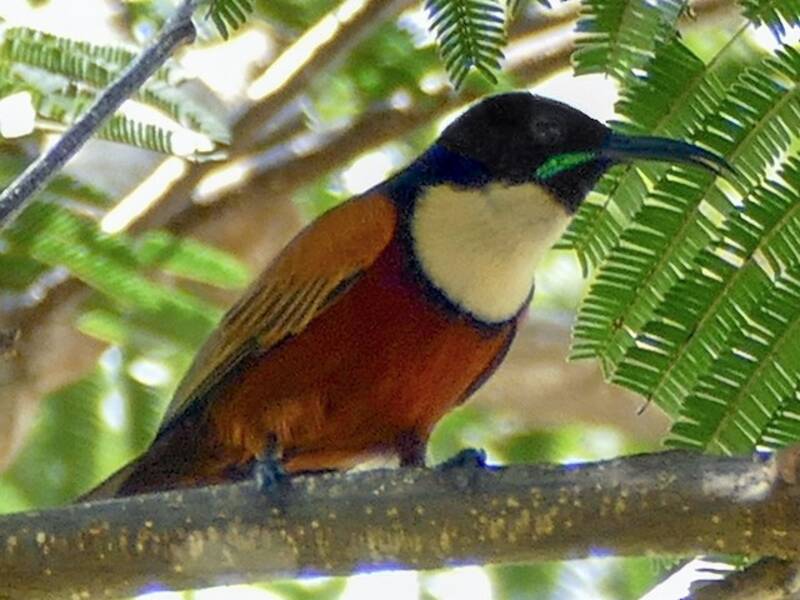 Buff-throated Sunbird, Photos 2