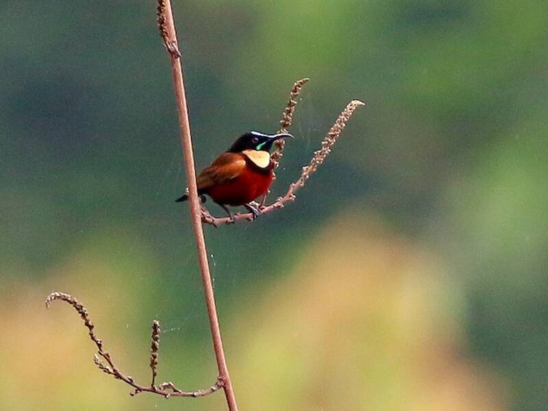 Buff-throated Sunbird, Photos 4
