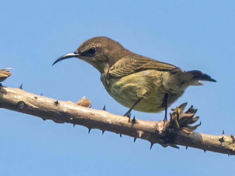 Buff-throated Sunbird, Photos 3