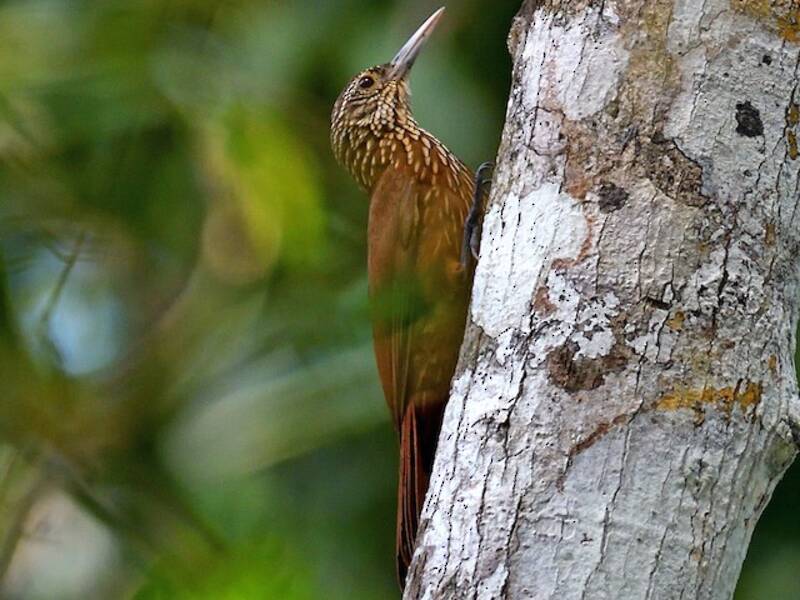 Buff-throated Woodcreeper (Xiphorhynchus guttatus)