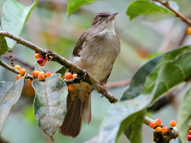 Bulbul pettocamoscio