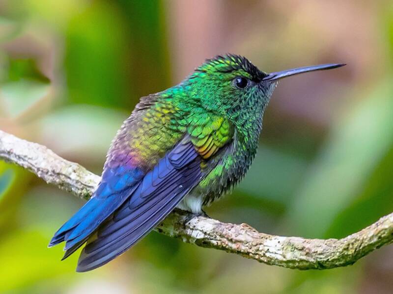 Colibri à tête azurée, Photos 3