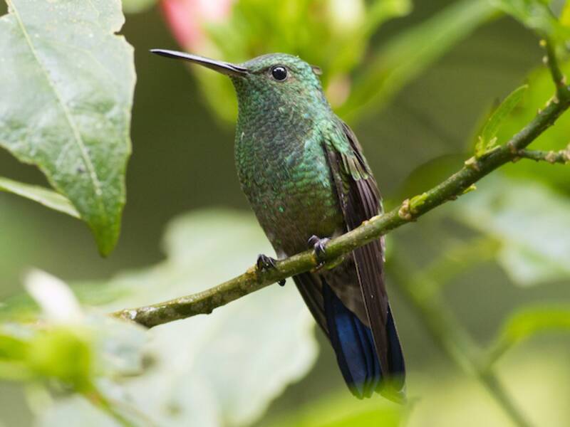 Colibri à tête azurée, Photos 4