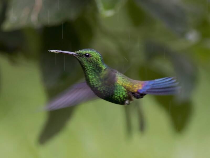 Colibri à tête azurée