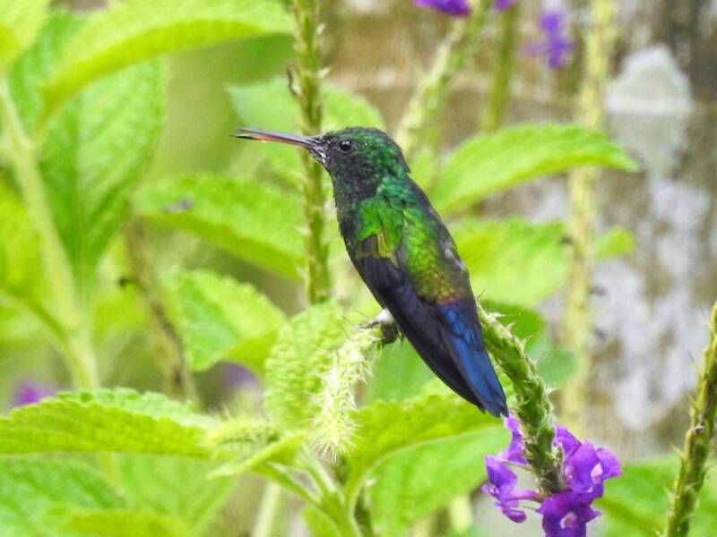 Colibri à tête azurée, Photos 2