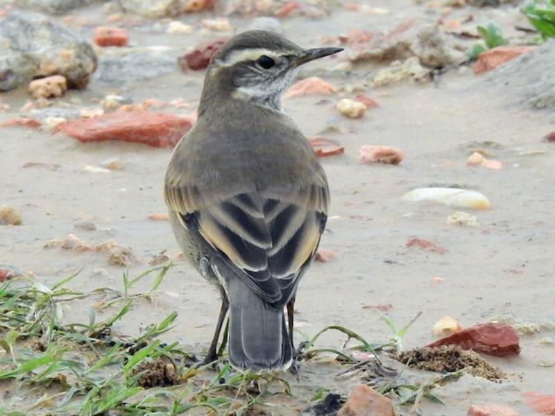 Cinclodes de Alas Ocráceas, Fotos 4