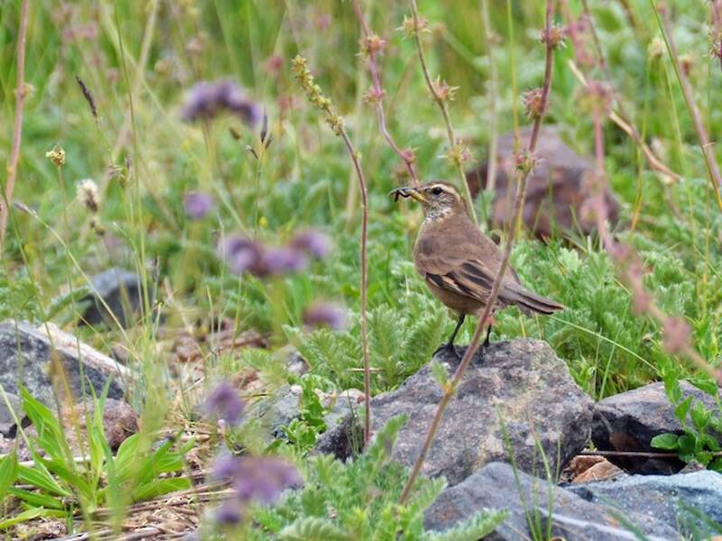 Buff-winged Cinclodes