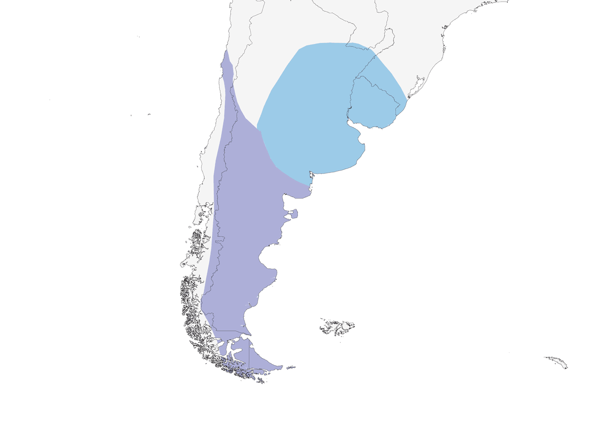 Cinclodes de Alas Ocráceas, Distribución 1