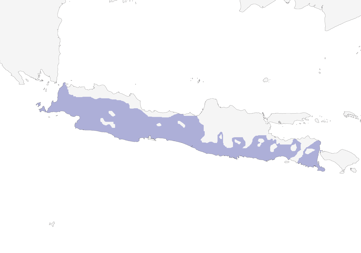 Cloropse di Giava, Distribuzione 1