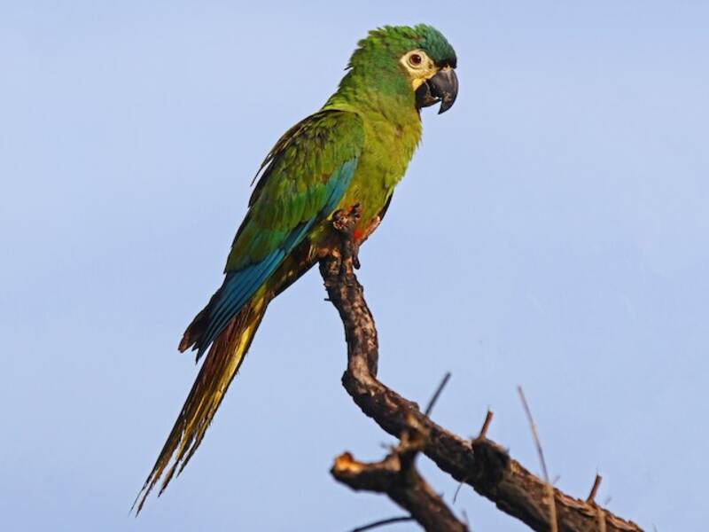 Blue-winged Macaw, 照片 3