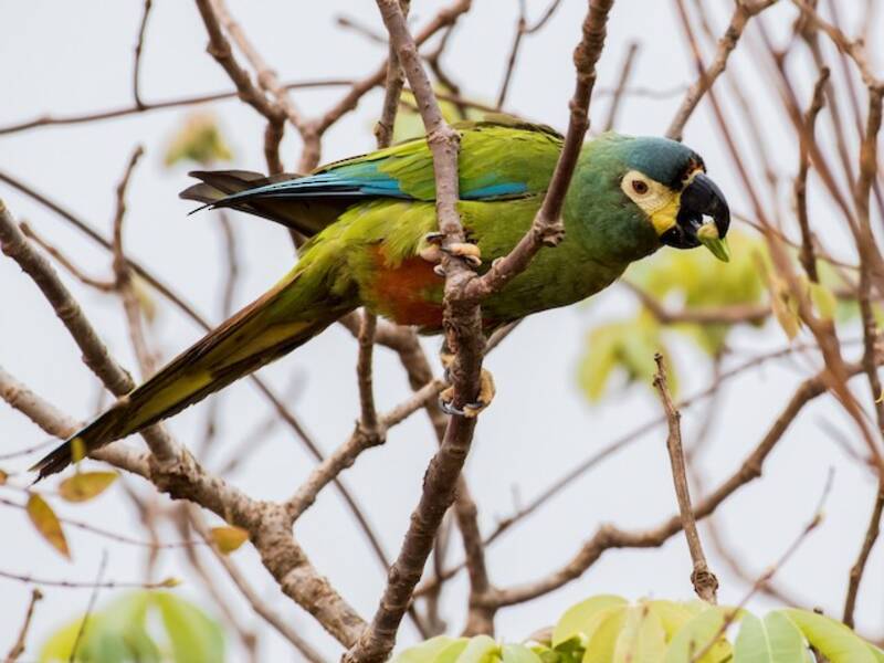 Blue-winged Macaw, 照片 2