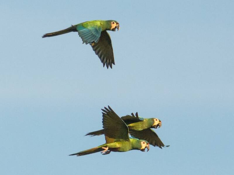 Blue-winged Macaw