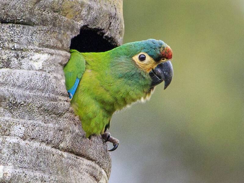 Blue-winged Macaw, 照片 4