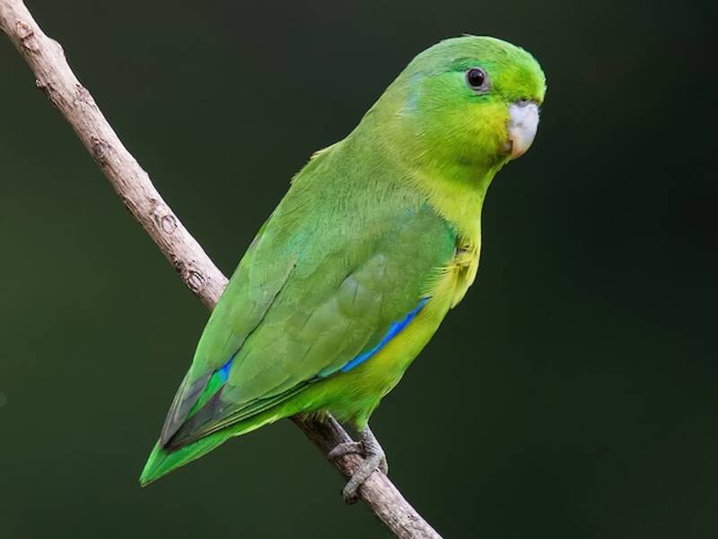 Cotorrita de Rabadilla Cobalto