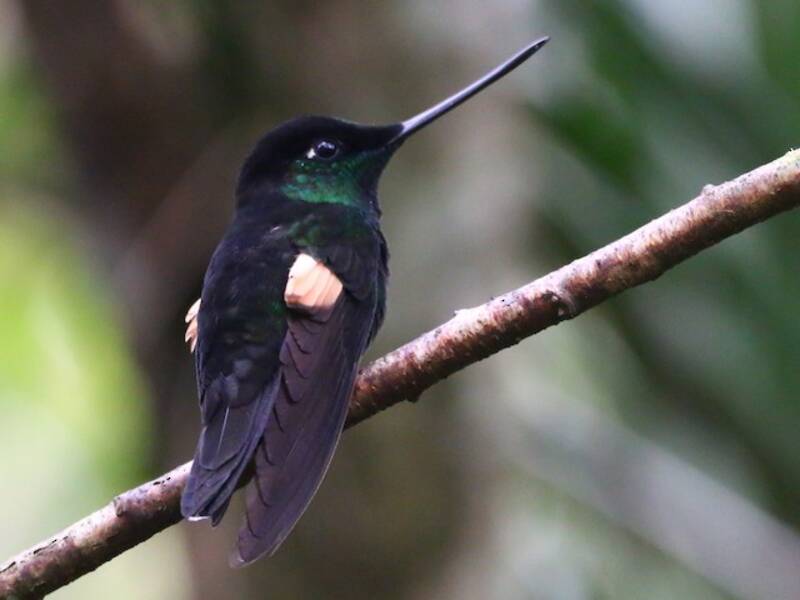 Buff-winged Starfrontlet, Photos 2
