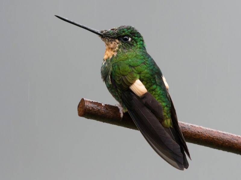 Buff-winged Starfrontlet, Photos 4