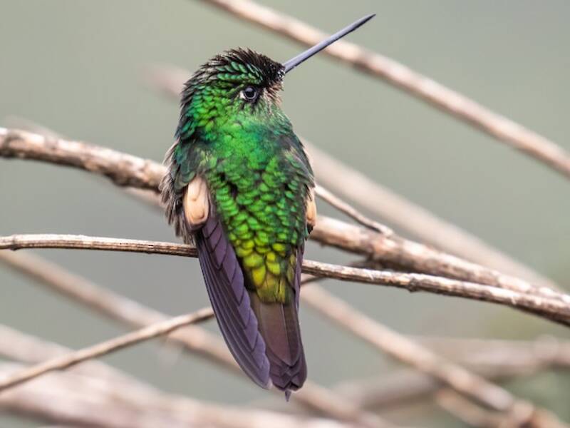 Buff-winged Starfrontlet, Photos 3