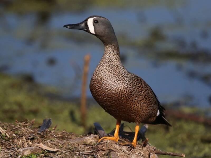Blue-winged Teal, Photos 4