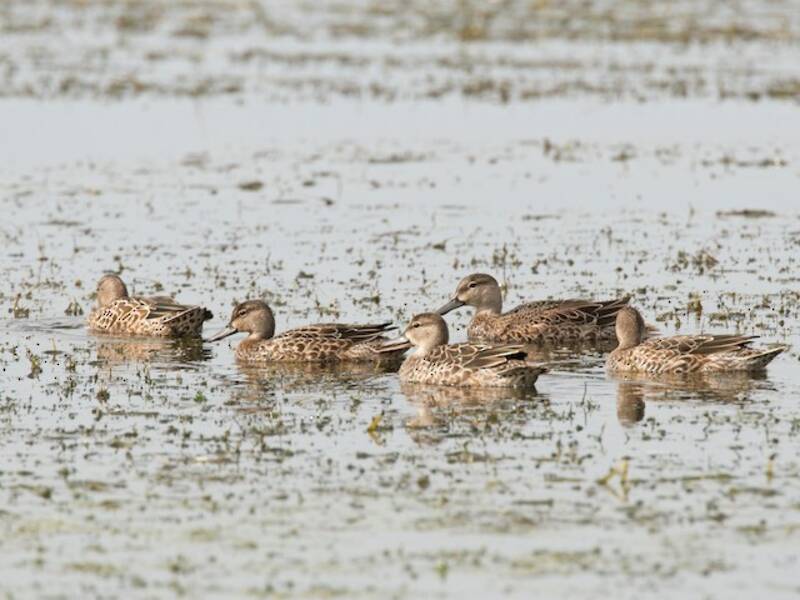 Blue-winged Teal (Spatula discors)