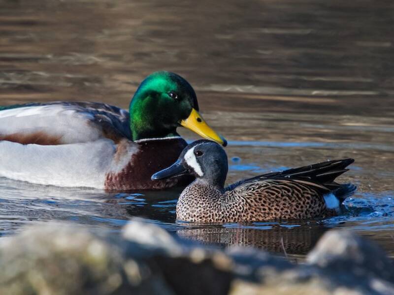 Blue-winged Teal, Photos 2