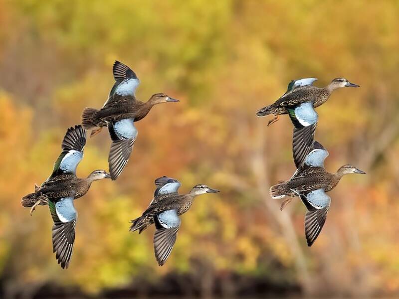 Blue-winged Teal, Photos 3