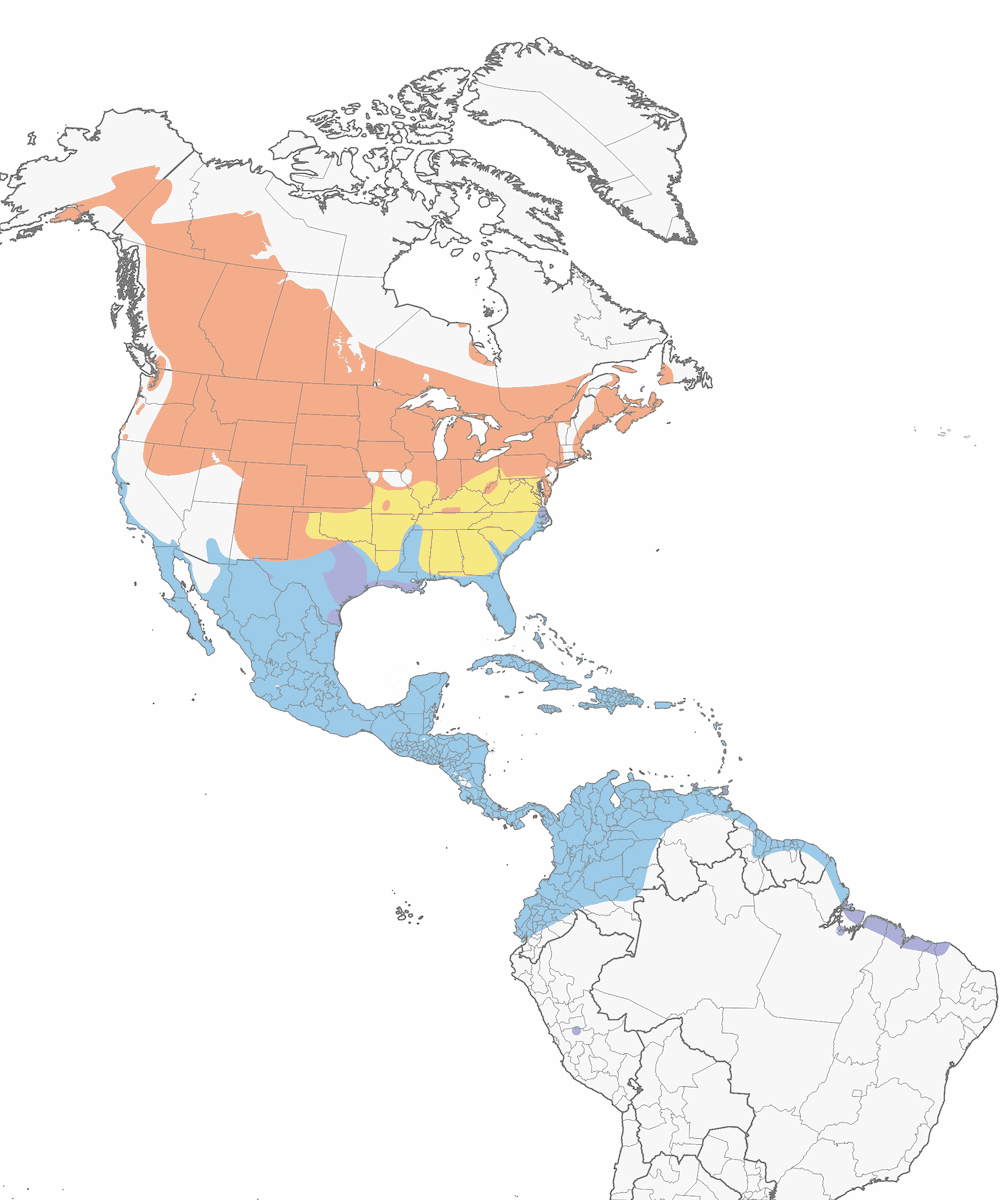 Blue-winged Teal, Distribution 1