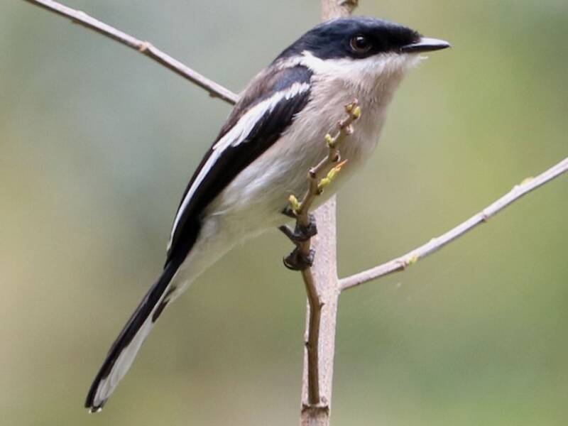Bar-winged Flycatcher-shrike, Photos 3