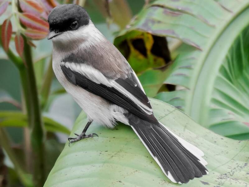 Bar-winged Flycatcher-shrike (Hemipus picatus)