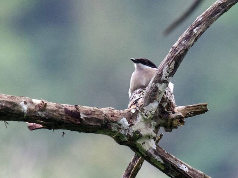 Bar-winged Flycatcher-shrike, Photos 2