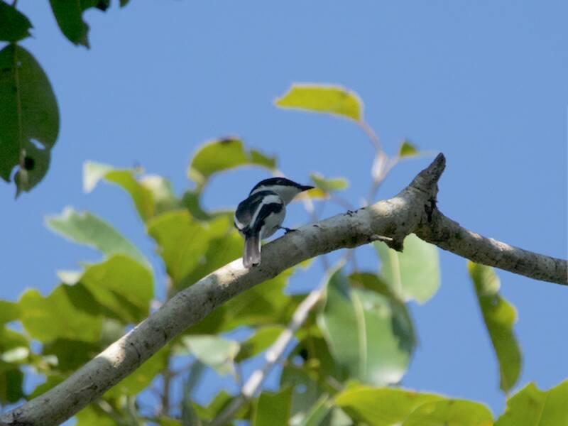 Bar-winged Flycatcher-shrike, Photos 4