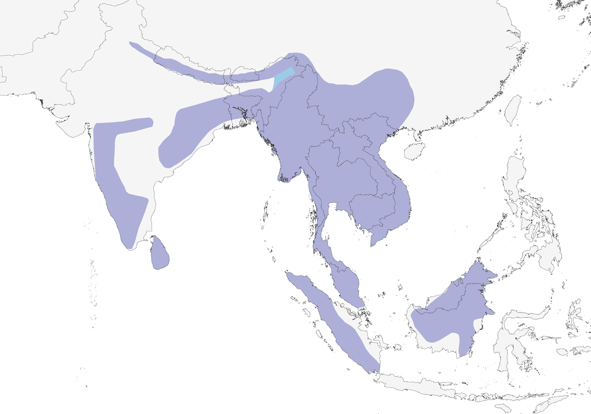 Bar-winged Flycatcher-shrike, Distribution 1